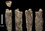 Cientistas encontram fóssil que comprova existência de nova espécie ancestral do homem moderno