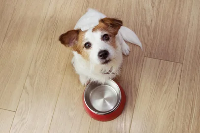 Comida para cães esfomeada com uma tigela vermelha vazia. Vista de alto ângulo.Indexador: SMRM1977Fonte: 281748115<!-- NICAID(14327106) -->