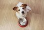 Como escolher a melhor ração para seu cão ou gato