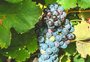 Entenda como as uvas estrangeiras, tannat e cabernet sauvignon, se adaptaram ao solo gaúcho