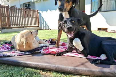 @uniao_protetora_caseiros / Instagram image