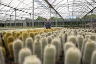 Imigrante, RS, Brasil — Entre espinhos e flores raras, o Cactário Horst revela por que é o maior da América Latina. Um universo de cactos e suculentas que une tradição, curiosidade e o poder das redes sociais. Na imagem Ingo Horst, proprietário do Cactário.Indexador: jeff botega<!-- NICAID(16162730) -->