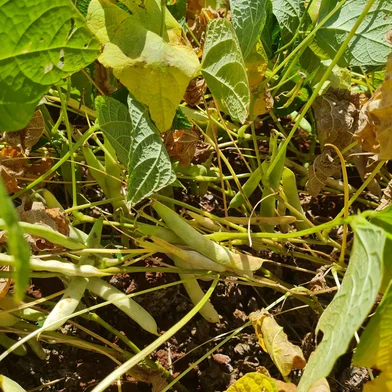 Safra de soja afetada pela estiagem no RS<!-- NICAID(16004861) -->