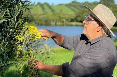 Aberta colheita da safra de premiações do azeite de oliva gaúcho<!-- NICAID(16018251) -->