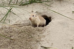 Jefferson Botega / Agencia RBS