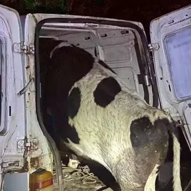 Carro bate em árvore, ocupantes fogem e polícia encontra vaca dentro do veículo no RS<!-- NICAID(16379349) -->
