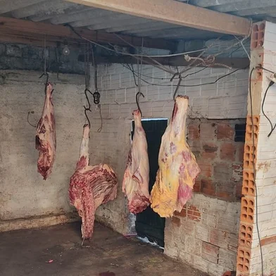 Polícia flagra açougue clandestino cortando carne possivelmente oriunda de abigeato em Santa Maria. 21/07/2023.