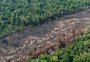 Amazônia tem recorde de desmatamento para o mês de outubro
