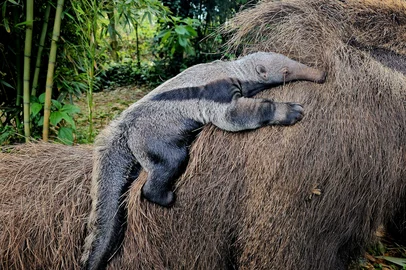 Gramadozoo registra nascimento de tamanduá-bandeira<!-- NICAID(16070993) -->