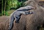 Gramadozoo registra primeiro nascimento de tamanduá-bandeira em cativeiros do Rio Grande do Sul