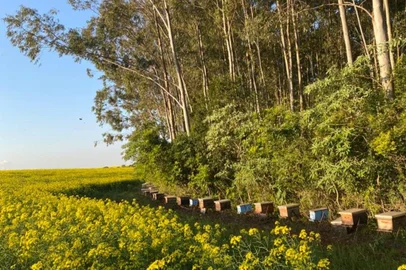 Startup Agrobee conecta apicultores e produtores rurais em busca de melhor resultado nas propriedades com o uso de polinização assistida<!-- NICAID(15473394) -->
