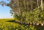 "Uber de abelhas": startup une apicultores e produtores de canola a um clique