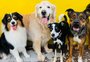 Creches para cachorros ajudam no desenvolvimento dos animais e facilitam a vida dos tutores; entenda