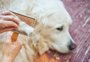 Seu pet está perdendo muito pelo? Veterinária dá dicas para amenizar