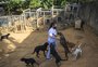 No verão, abandonos aumentam e adoções de animais diminuem