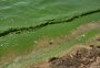 Água verde na Lagoa dos Patos chama a atenção de veranistas; fenômeno é causado por proliferação de algas 