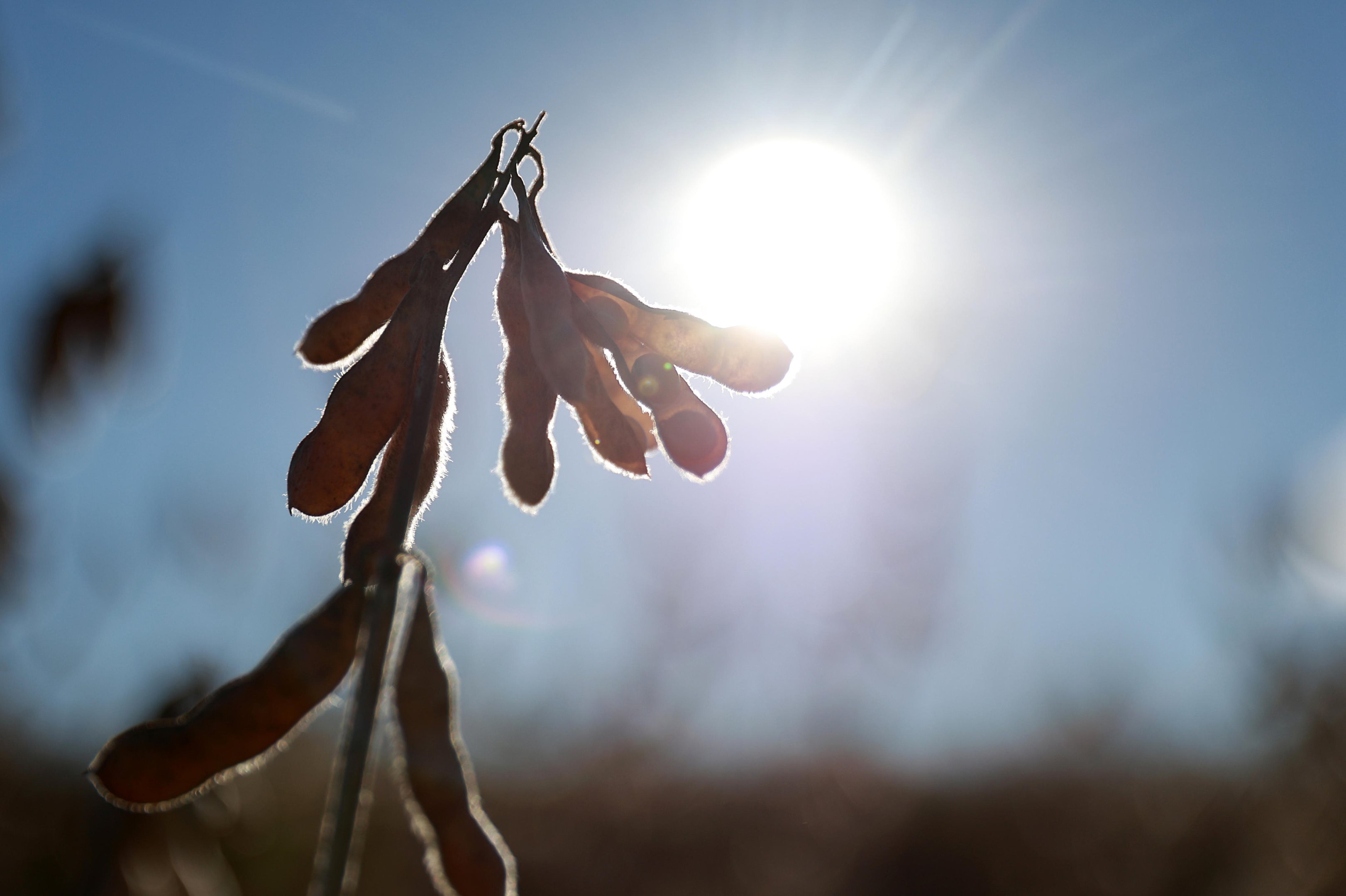 O impasse na exporta&ccedil;&atilde;o de soja &agrave; China que o Brasil quer evitar (e como pretende fazer isso)