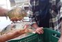 Maiores do que em outras regiões, piranhas-vermelhas são encontradas no Rio dos Sinos