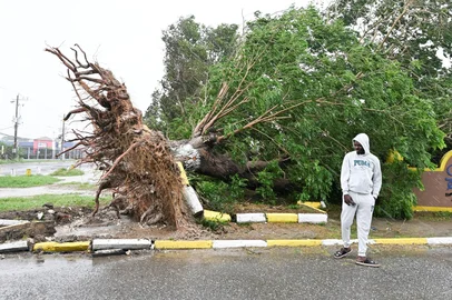A man looks at a fallen tree in St. Catherine, Jamaica, on October 28, 2025. Ferocious winds and torrential rain tore into Jamaica Tuesday as Hurricane Melissa made landfall, the worst storm ever to strike the island nation and one of the most powerful hurricanes on record. The extremely violent Category 5 system was still crawling across the Caribbean, promising catastrophic floods and life-threatening conditions as maximum sustained winds reached a staggering 185 miles per hour (295 kilometers per hour). (Photo by Ricardo Makyn / AFP)Editoria: DISLocal: St. CatherineIndexador: RICARDO MAKYNSecao: natureFonte: AFPFotógrafo: STR<!-- NICAID(16155961) -->