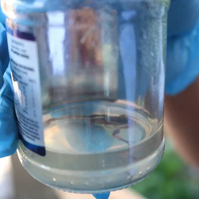 Escorpião capturado em Caxias do Sul.<!-- NICAID(16141757) -->