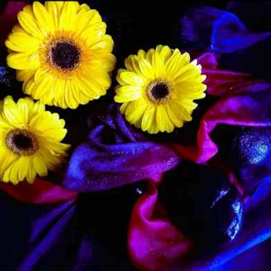 UCS Sênior Hortênsias promove exposição Pétalas em Foco: um olhar fotográfico para as floresEstudantes exploraram diferente técnicas e desenvolveram suas potencialidades na fotografia floralOs alunos da disciplina de Fotografia Digital do programa UCS Sênior no Campus das Hortênsias, em Canela, promovem, até 31 de janeiro, a exposição Pétalas em Foco: um olhar fotográfico para as flores. A visitação é gratuita e aberta à comunidade diariamente, das 10h às 18h, na Estação Campos de Canella – a Rua Coberta.<!-- NICAID(15625990) -->