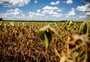Gisele Loeblein: Agro puxa o PIB do RS em 2024