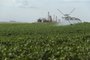 IBIRUBÁ- RS-BRASIL- 09/04/2017-  O Rio Grande do Sul está colhendo uma safra recorde de soja neste ano. produção de soja irrigada em Ibirubá. FOTO FERNANDO GOMES/ZERO HORA.<!-- NICAID(12843469) -->
