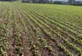 Plantio de canola avança com apoio do mercado e ganha espaço em lavouras do noroeste gaúcho