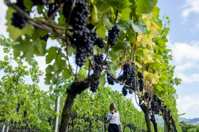 Uma rota turística voltada para a produção vitivinícola será lançada na 1ª Vindima em Gramado. Oito vinícolas e cantinas da cidade integram o novo roteiro intitulado "Rota do Vinho de Gramado" e serão evidenciadas nesta programação que começa na próxima quinta-feira (10), seguindo até o dia 6 de março. Um evento que ocorre na terça-feira (8), no Hotel Sky Palace de Gramado, pretende lançar o calendário inédito para a cidade.<!-- NICAID(15008316) -->