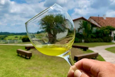 Produção de azeite de oliva da Estância das Oliveiras<!-- NICAID(15433071) -->