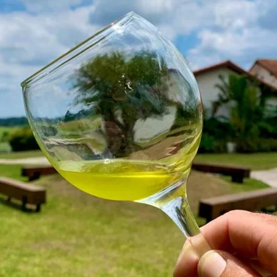 Produção de azeite de oliva da Estância das Oliveiras<!-- NICAID(15433071) -->