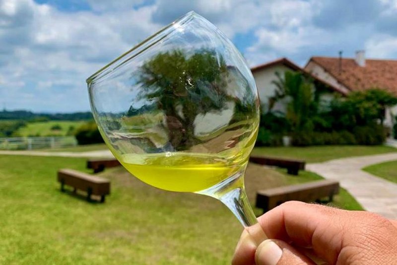 Produção de azeite de oliva da Estância das Oliveiras<!-- NICAID(15433071) -->
