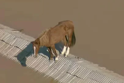 **A PEDIDO DE DANIEL FEIX**O cavalo Caramelo, resgatado em meio as cheias que atingem o RS. Animal ficou conhecido, através de uma transmissão ao vivo do Globocop<!-- NICAID(15762468) -->