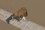 **A PEDIDO DE DANIEL FEIX**O cavalo Caramelo, resgatado em meio as cheias que atingem o RS. Animal ficou conhecido, através de uma transmissão ao vivo do Globocop<!-- NICAID(15762468) -->