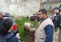 VÍDEO: porco solto na BR-116 é capturado por agentes da PRF
