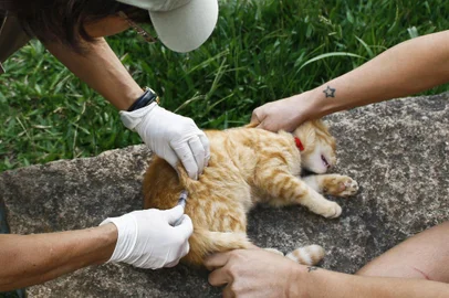 Porto Alegre, RS - 07/04/2015Vacinação de cães e gatos no bairro Belém Novo contra a raivaLocal: Bairro Belém NovoFoto: Maia Rubim/PMPA<!-- NICAID(11320614) -->