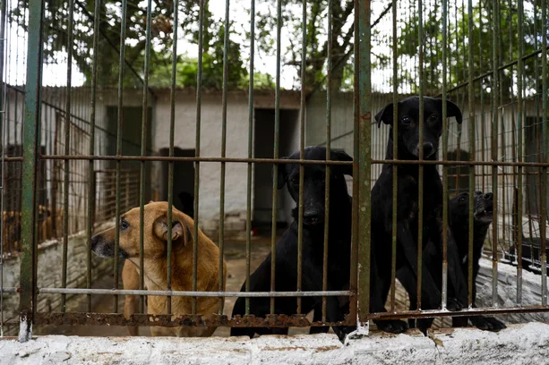 Camila Hermes / Agencia RBS image