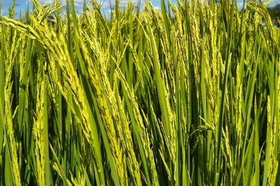 Abertura da Colheita de Arroz em Terras Baixas<!-- NICAID(16210140) -->