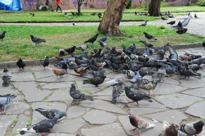 Fiscalização da prefeitura de Caxias do Sul intensificará ações para impedir alimentação de pombos nas praças e ruas da cidade. Foto: Bianca Prezzi /  Divulgação<!-- NICAID(14977488) -->