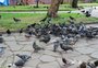Prefeitura de Caxias fiscalizará quem alimentar pombos