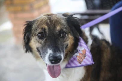 PORTO ALEGRE, RS, BRASIL - 2021.11.26 - O cão Sequela com seus tutores. Sequela é um cão comunitário. Os tutores aprovaram em assembleia do condomínio direito do Sequela de circular livremente pelo residencial. (Foto: ANDRÉ ÁVILA/ Agência RBS)Indexador: Andre Avila<!-- NICAID(14952350) -->
