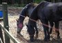 Como é feito o resgate e o tratamento de cavalos que sofreram maus tratos em Caxias do Sul