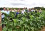 Expectativa por bons preços marca a abertura oficial da colheita do tabaco no RS
