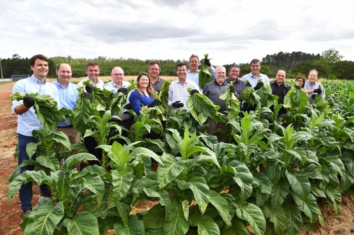 Junio Nunes / Afubra/ Divulgação