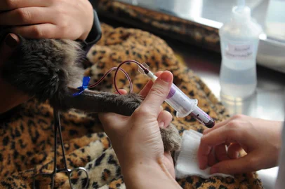 CAXIAS DO SUL, RS, BRASIL, 16/04/2022 - O primeiro hospital veterinário exclusivo para gatos do Rio Grande do Sul abriu as portas em Caxias do Sul. A clínica Gatices já existia na cidade, mas foi remodelada neste ano para atender 24h por dia, com estruturas específicas para os bichanos. Criada em 2013 como e-commerce de produtos exclusivos para gatos, transformou-se na Gatices Cat Shop e Clínica Veterinária Especializada em Felinos dois anos depois. Em 2017 foi ampliado o bloco cirúrgico. (Marcelo Casagrande/Agência RBS)<!-- NICAID(15070700) -->