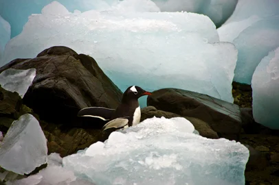 TO GO WITH AFP STORY BY VITORIA VELEZA penguin is seen amid ice blocks, in front of the Brazilian Comandante Ferraz Antartic station on March 10, 2014.    AFP PHOTO / VANDERLEI ALMEIDA (Photo by VANDERLEI ALMEIDA / AFP)Editoria: SCIIndexador: VANDERLEI ALMEIDASecao: researchFonte: AFP<!-- NICAID(15665075) -->