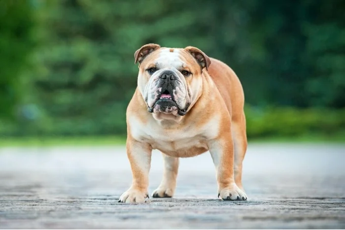 Rita_Kochmarjova / Shutterstock | Portal EdiCase Rita_Kochmarjova / Shutterstock | Portal EdiCase