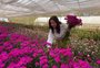 Aumento na demanda por flores naturais impulsiona produção e comércio no norte do RS