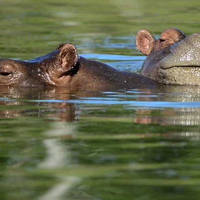 Hippos are seen at the Hacienda Napoles theme park, once the private zoo of drug kingpin Pablo Escobar at his Napoles ranch, in Doradal, Antioquia department, Colombia on June 22, 2016. - More than twenty years after drug lord Pablo Escobar died in a gunfight with police, a strange legacy survives him: his pet hippos. Escobar bought four hippos from a zoo in California and flew them to his ranch in the early 1980s. Left to themselves on his Napoles Estate, they bred to become supposedly the biggest wild hippo herd outside Africa -- a local curiosity and a hazard. Estimates put them at about 35 in the area nowadays. (Photo by RAUL ARBOLEDA / AFP)Editoria: HUMLocal: DoradalIndexador: RAUL ARBOLEDASecao: drug traffickingFonte: AFPFotógrafo: STR<!-- NICAID(15389782) -->