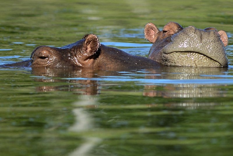 Hippos are seen at the Hacienda Napoles theme park, once the private zoo of drug kingpin Pablo Escobar at his Napoles ranch, in Doradal, Antioquia department, Colombia on June 22, 2016. - More than twenty years after drug lord Pablo Escobar died in a gunfight with police, a strange legacy survives him: his pet hippos. Escobar bought four hippos from a zoo in California and flew them to his ranch in the early 1980s. Left to themselves on his Napoles Estate, they bred to become supposedly the biggest wild hippo herd outside Africa -- a local curiosity and a hazard. Estimates put them at about 35 in the area nowadays. (Photo by RAUL ARBOLEDA / AFP)Editoria: HUMLocal: DoradalIndexador: RAUL ARBOLEDASecao: drug traffickingFonte: AFPFotógrafo: STR<!-- NICAID(15389782) -->